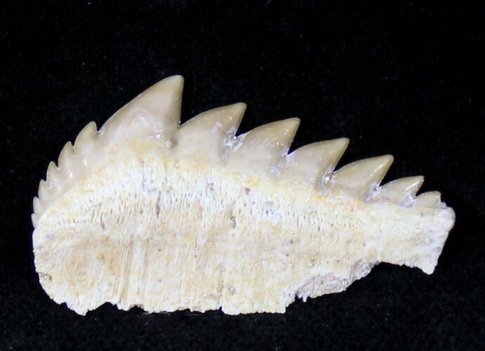 Fossil Cow Shark (Notorynchus) Tooth - Morocco #19795